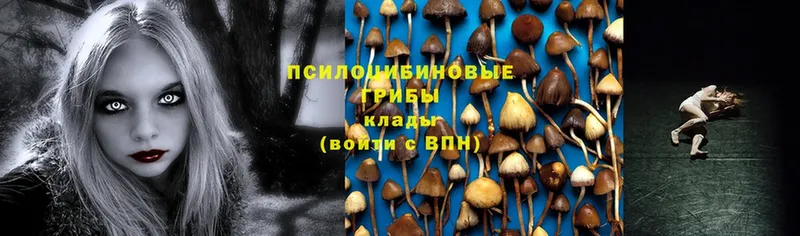 Псилоцибиновые грибы Magic Shrooms  цена   Ставрополь 